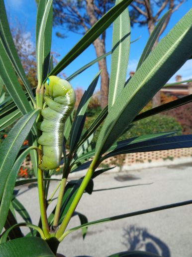 Daphnis nerii sul mio oleandro!!