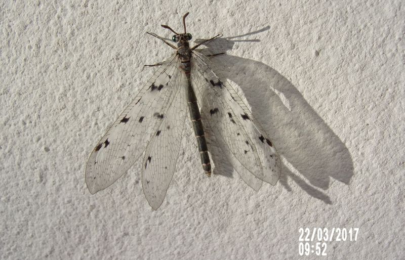 Euroleon nostras, Myrmeleontidae