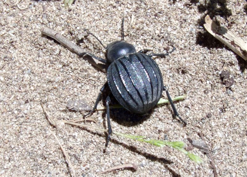 Pimelia bipunctata papii Canzoneri, Tenebrionidae.
