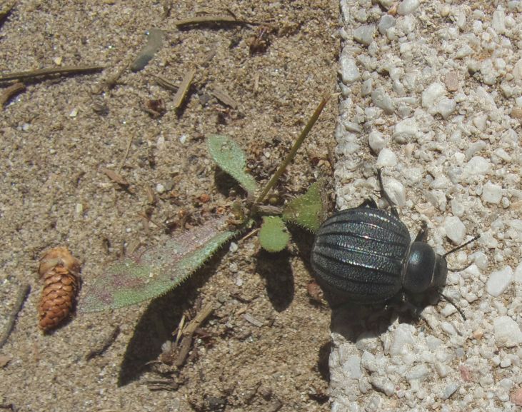Pimelia bipunctata papii Canzoneri, Tenebrionidae.