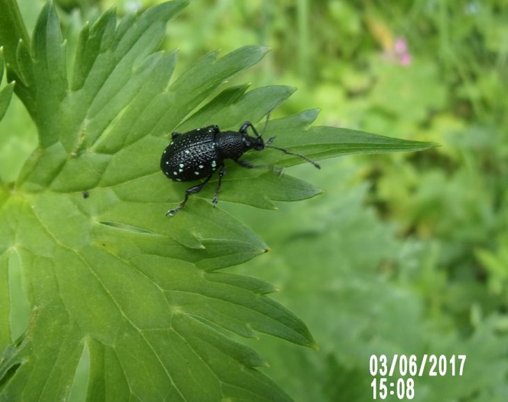 Otiorrhynchus gemmatus, Curculionidae