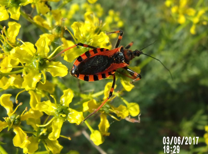 Rhynocoris iracundus femmina, Reduviidae