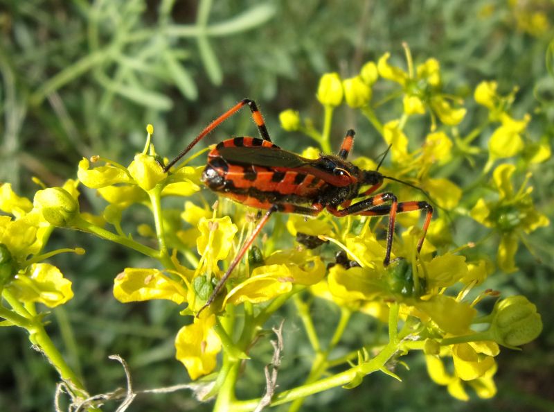 Rhynocoris iracundus femmina, Reduviidae