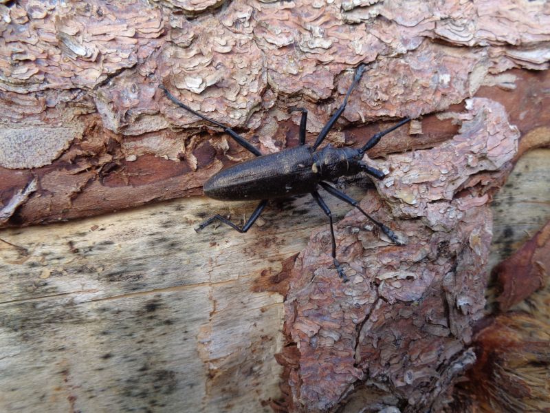 Cerambycidae: Monochamus sartor, maschio malridotto ma vivo!