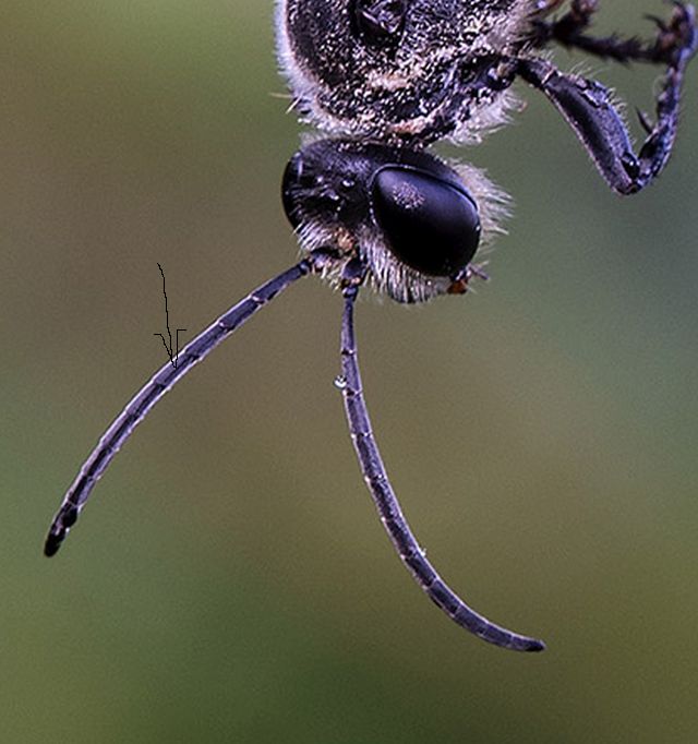 Imenottero?  S, Sphecidae: Sphex cfr. funerarius