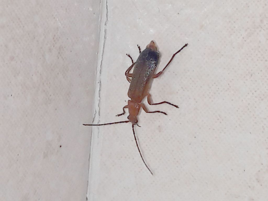 Cantharidae: Rhagonycha fulva