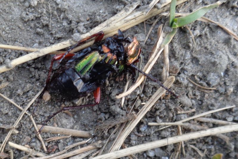 Carabidae: Carabus auronitens auronitens