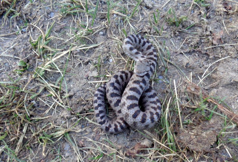 Vipera aspis in alta quota!