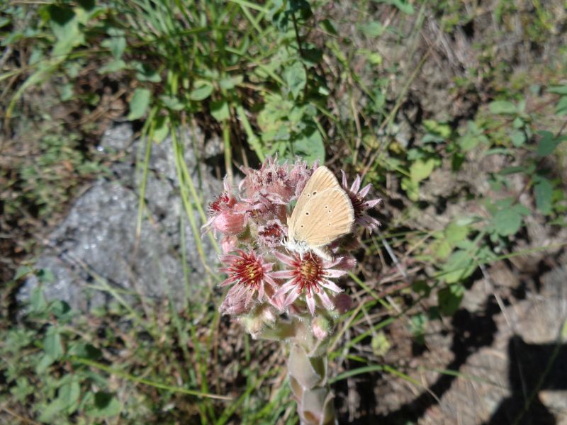 Polyommatus humedasae