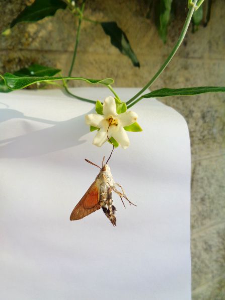 Macroglossa stellatarum vittima di Araujia sericofera