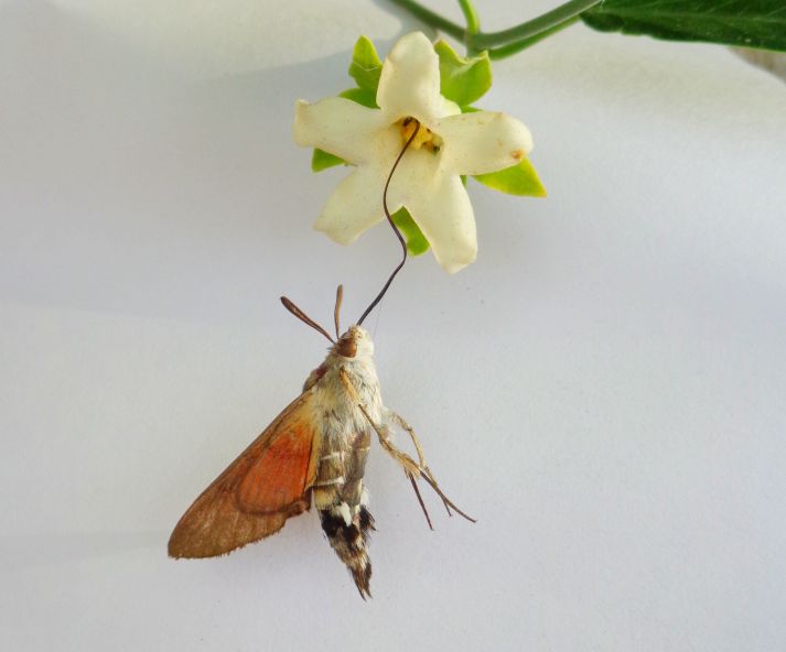 Macroglossa stellatarum vittima di Araujia sericofera