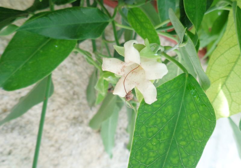 Macroglossa stellatarum vittima di Araujia sericofera