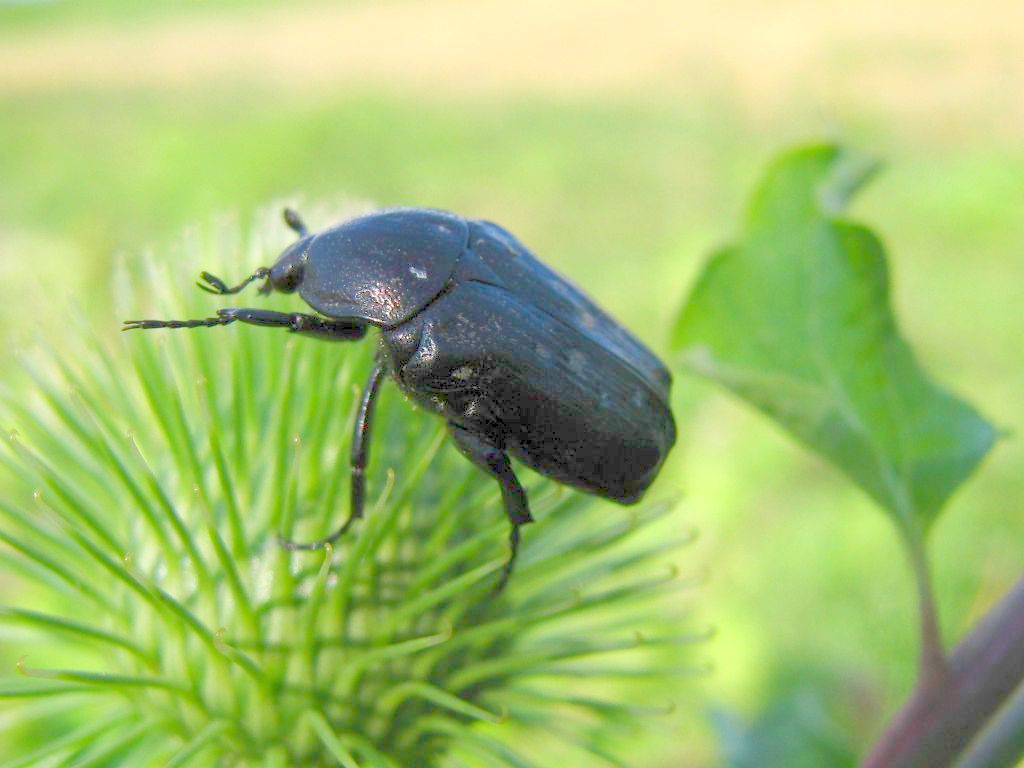 Cetoniidae: Oxythyrea funesta