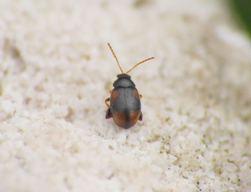 Chrysomelidae: Epitryx atropae