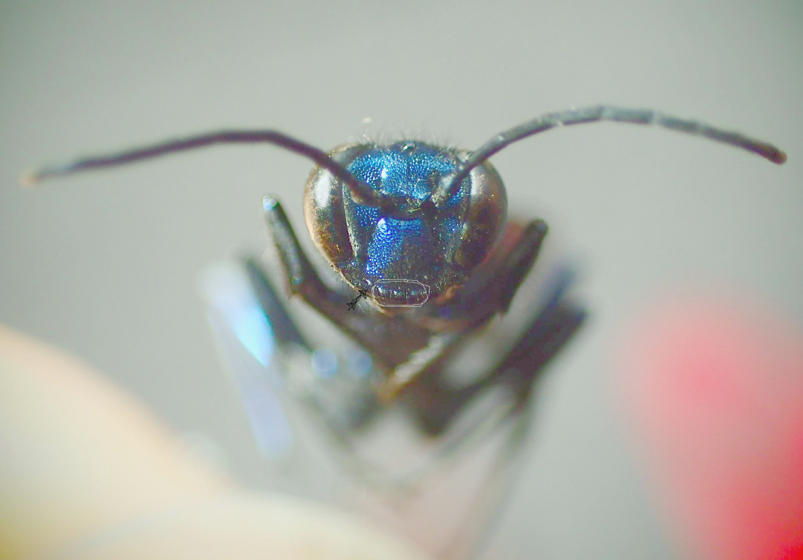 Chalybion sp. ?  S, Chalybion californicum, femmina