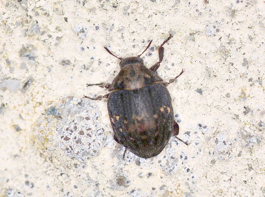 Byrrhus pustulatus, Byrrhidae