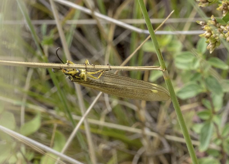 Myrmeleontidae: Myrmecaelurus trigrammus