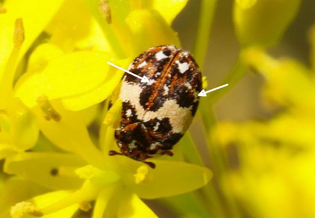 Dermestidae: Anthrenus pimpinellae aut delicatus