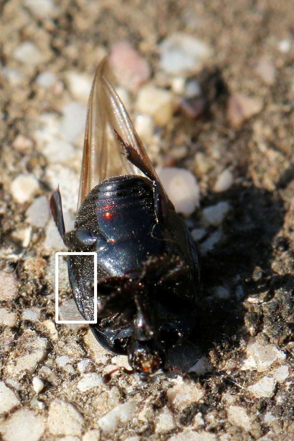 Histeridae: Margarinotus cfr. brunneus