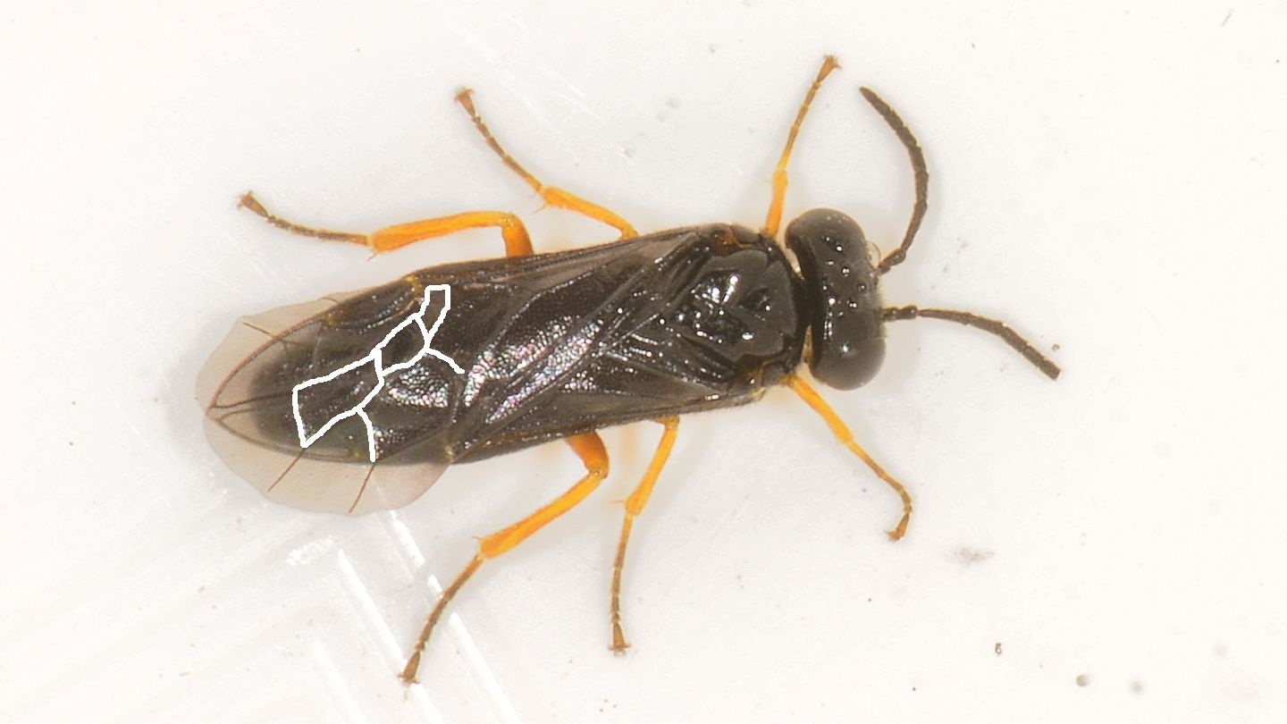 Tenthredinidae nero