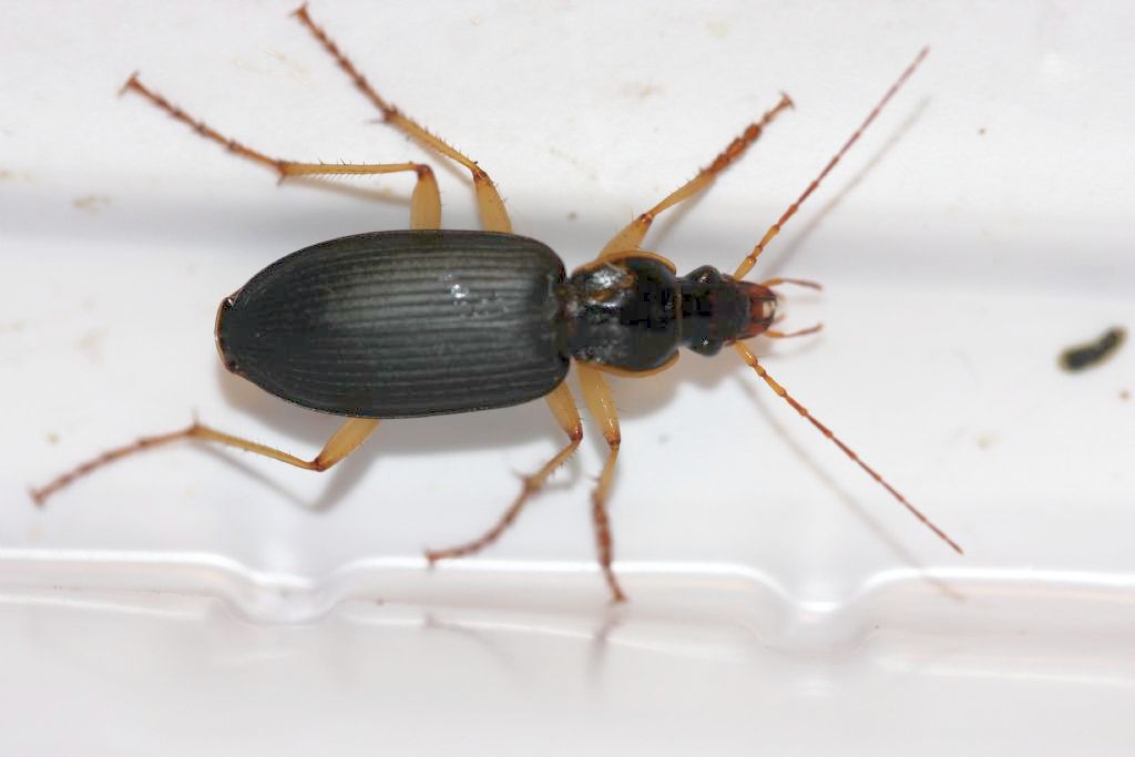 Carabidae: Pseudoophonus sp. ... no, Dolichus halensis