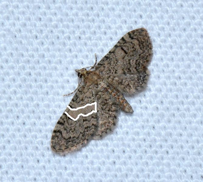 Eupithecia da Id.