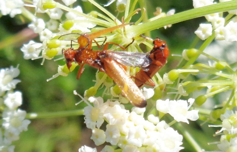 maschio di Rhagonycha fulva 