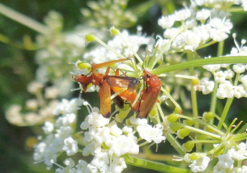 maschio di Rhagonycha fulva 