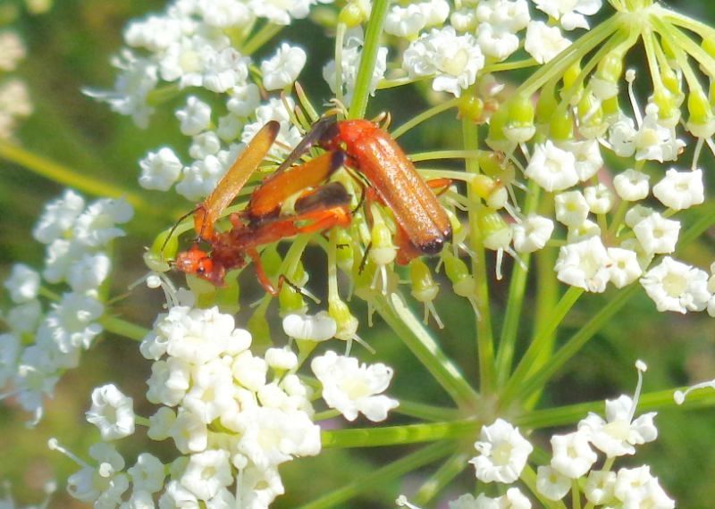 maschio di Rhagonycha fulva 