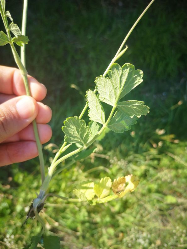 Pimpinella cfr. saxifraga (Apiaceae)