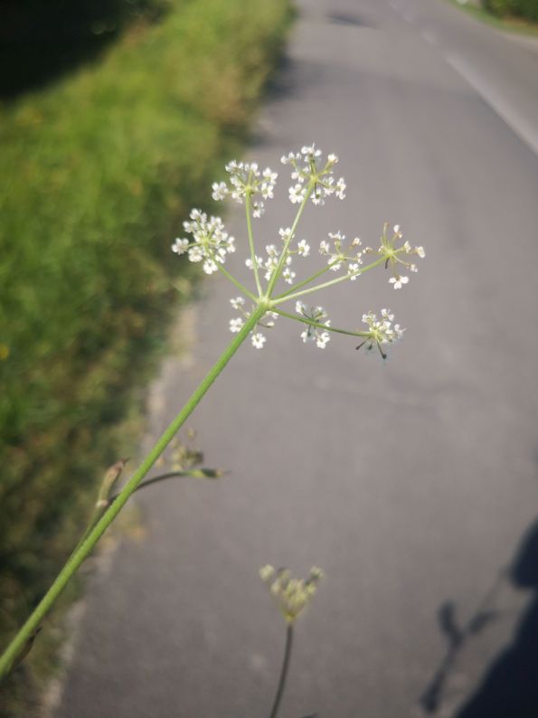 Pimpinella cfr. saxifraga (Apiaceae)