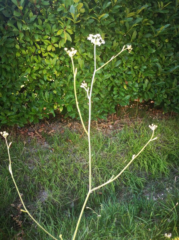 Pimpinella cfr. saxifraga (Apiaceae)