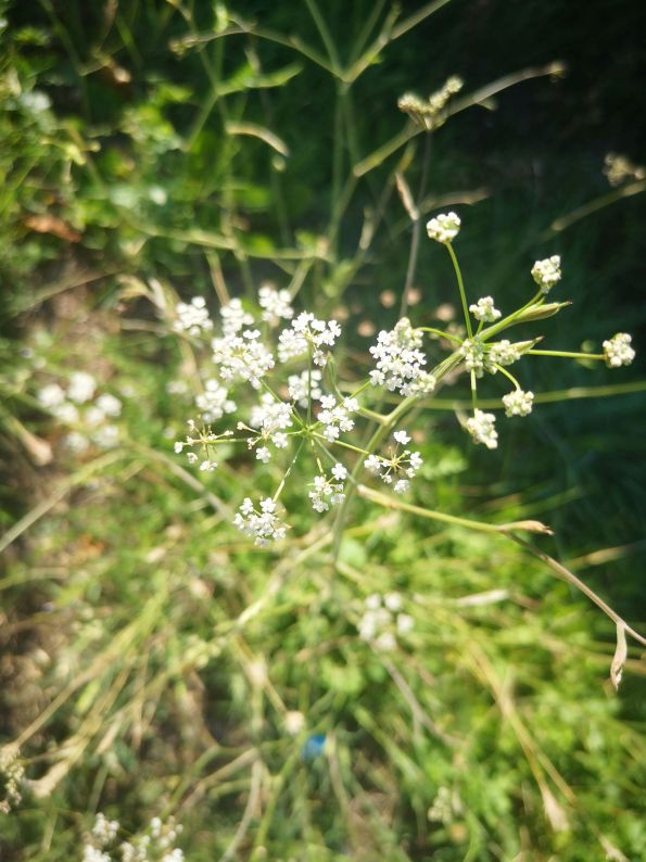 Pimpinella cfr. saxifraga (Apiaceae)