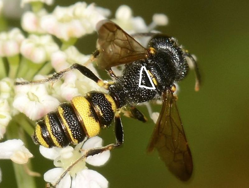 Crabronidae: maschio di Cerceris aff. hortivaga