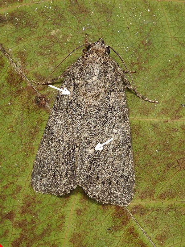 Noctuidae da identificare