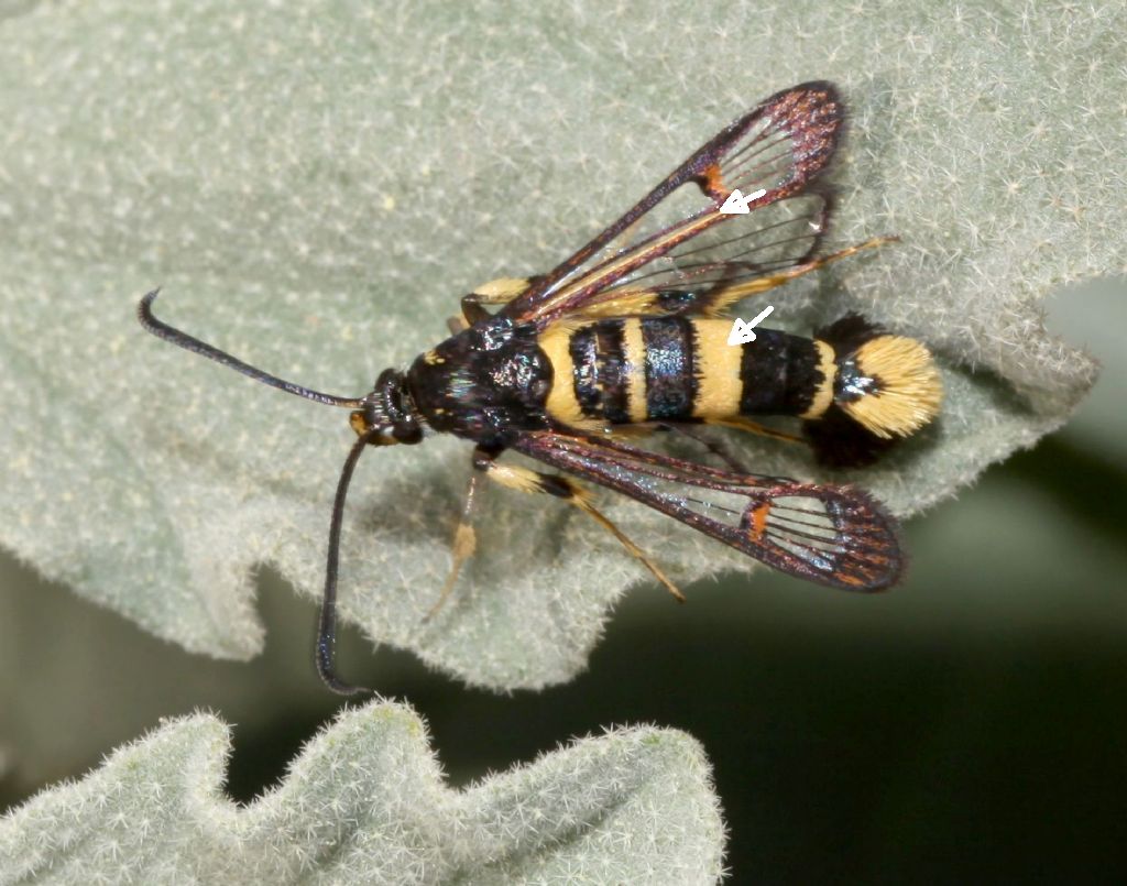 Sesiidae: Bembecia? No, Synanthedon codeti, femmina