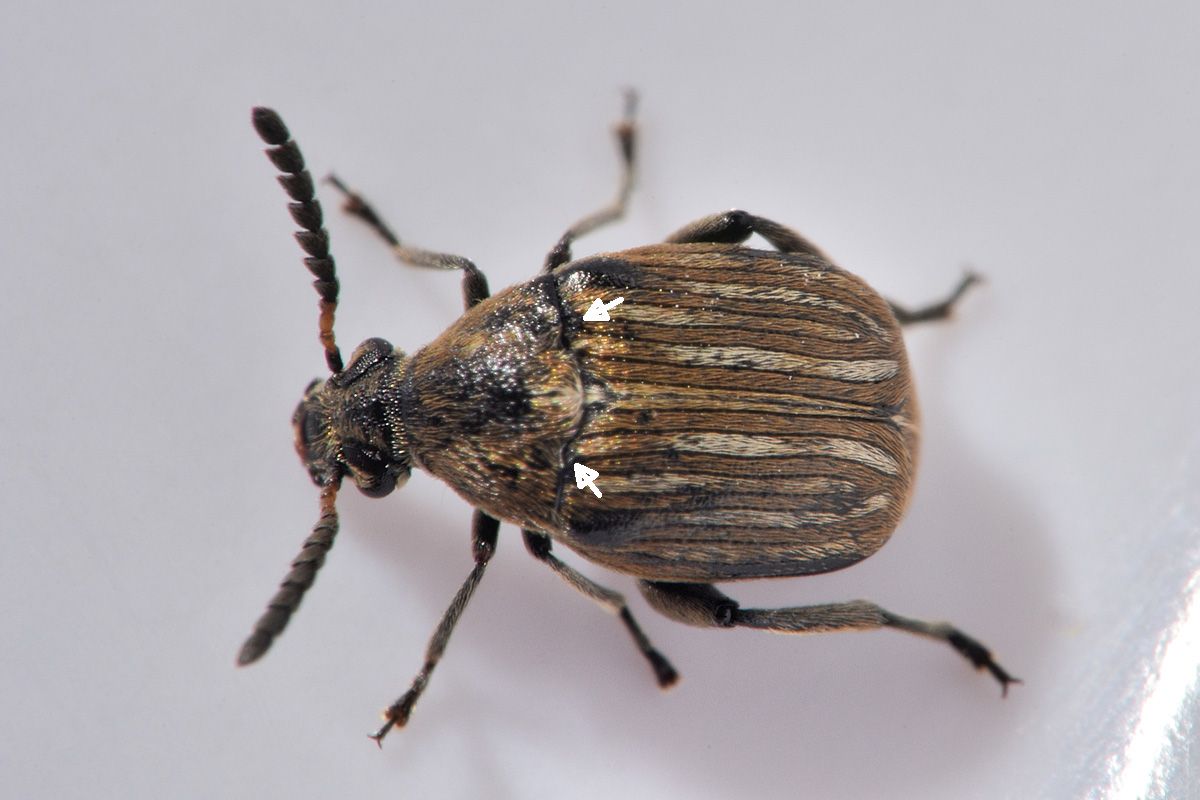 Chrysomelidae Bruchinae: Acanthoscelides sp? No, Bruchidius lineatus