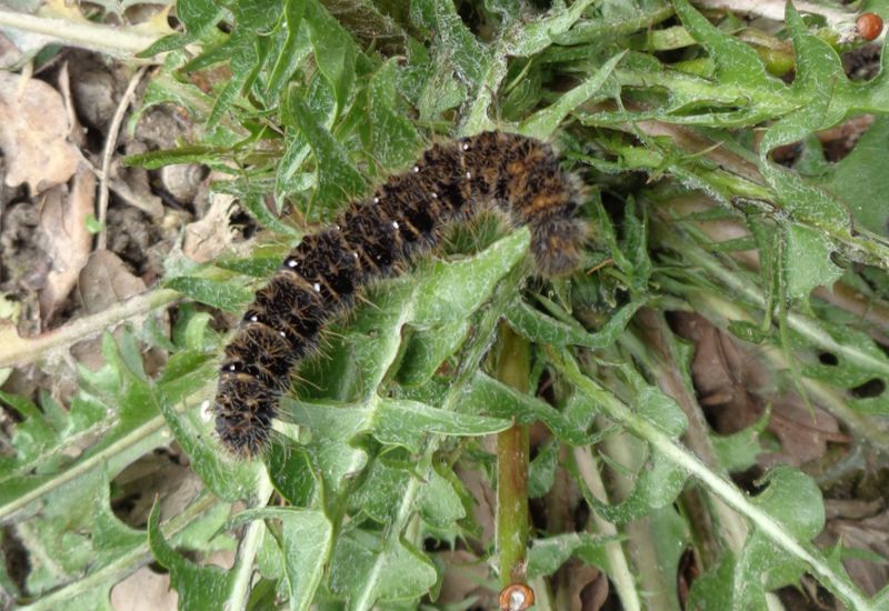 Bramhaeidae: larva di Lemonia taraxaci