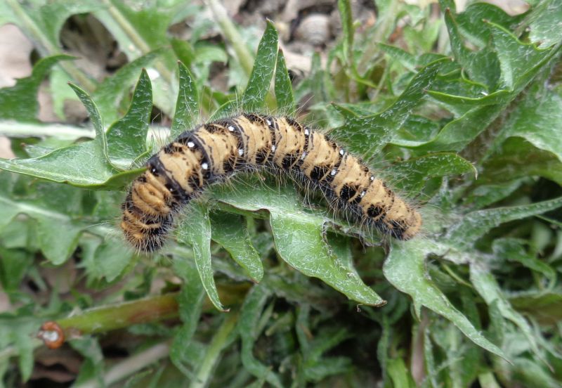 Bramhaeidae: larva di Lemonia taraxaci