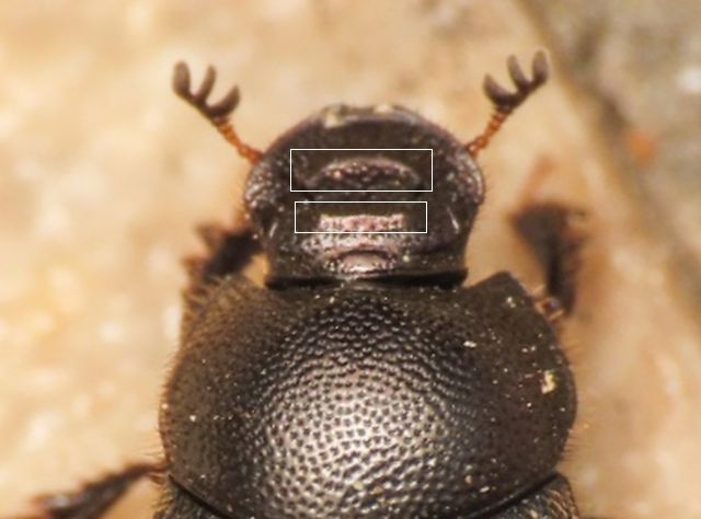 Scarabaeidae: Onthophagus? S, O. (Palaeonthophagus) gr. ovatus