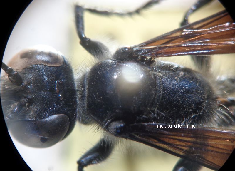 Chalybion sp. o Isodontia mexicana (Sphecidae)? Chalybion femoratum