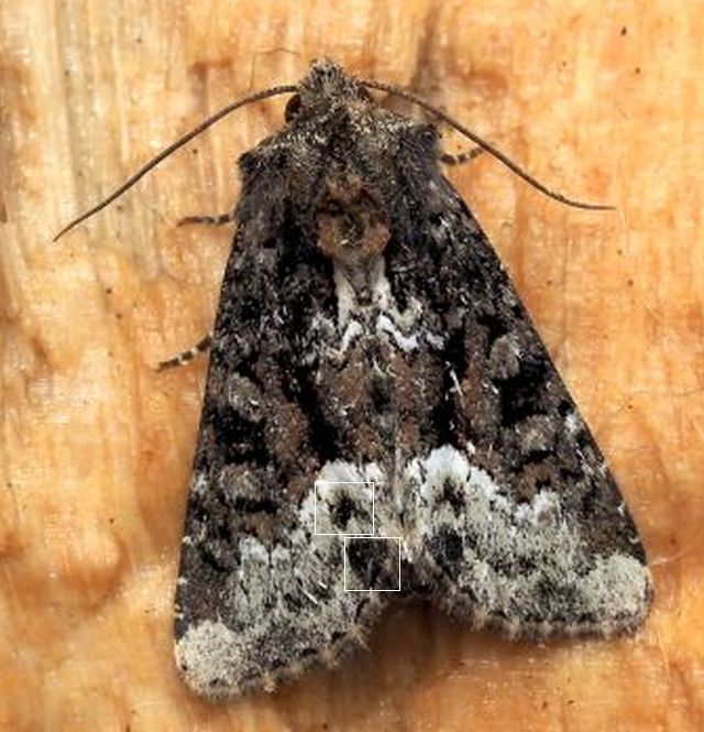 Oligia sp. - Noctuidae