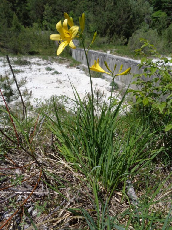 Hemerocallis lilioasphodelus?  S