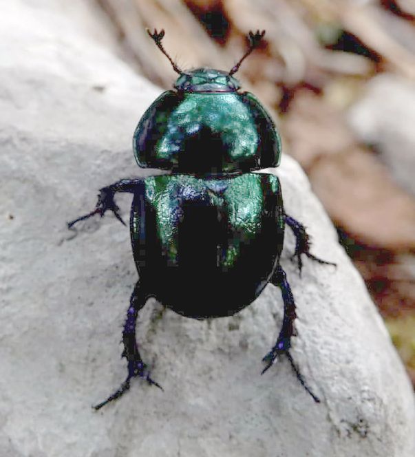 Geotrupidae: Anoplotrupes stercorosus? No, Trypocopris sp.