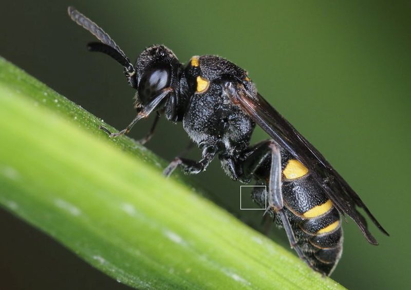 Crabronidae: Nysson trimaculatus? S, femmina
