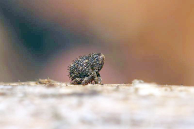 Curculionidae: Echinodera capiomonti