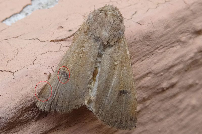 forse: Peridroma saucia - Noctuidae