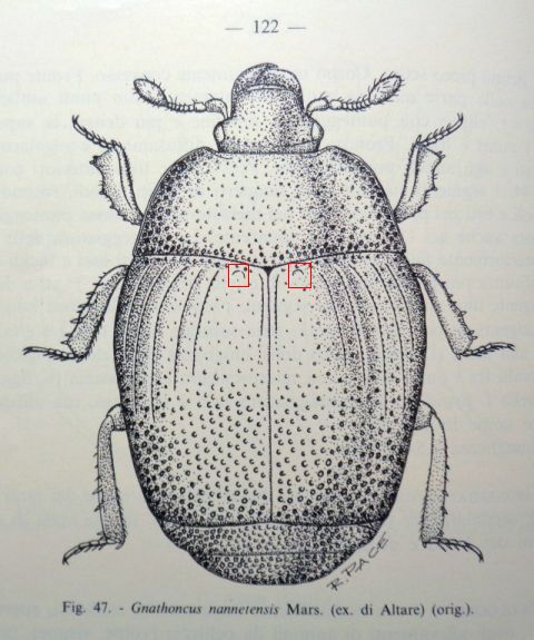 Histeridae: Gnathoncus?