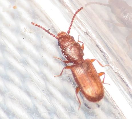 Laemophloeidae? S, Cryptolestes sp.