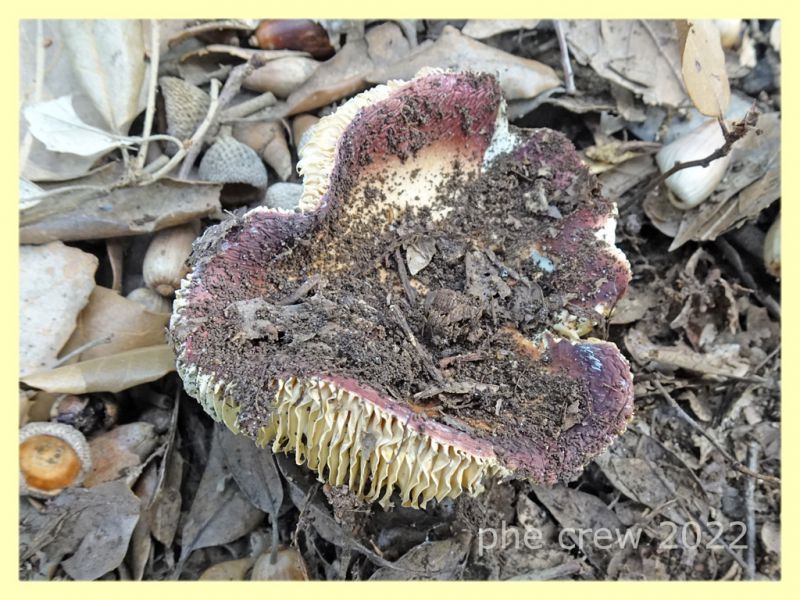 Russula da identificare